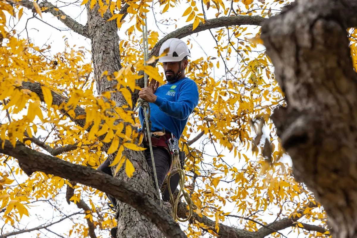 Skilled Tree Disease Treatment crew working in Rogers